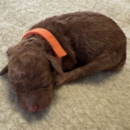 Diego - Red male Cockapoo puppy in Sheridan, Missouri from Shepherdsfold’s Cockapoos
