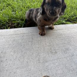 Dachshund Puppies from Cajun Coast Dachshunds
