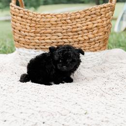 Beau - Black male Poodle puppy in Chapel Hill, North Carolina from Cyndi’s Poodles