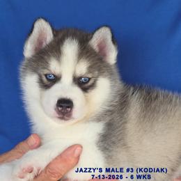 JAZZY'S MALE 3 - Gray and white male Siberian Husky puppy in Manilla, Iowa from Bruck's Siberian Huskies