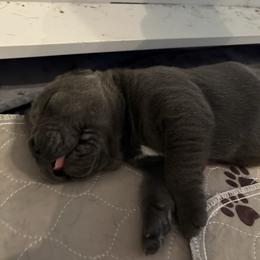 Princess Petunia - Gray female Cane Corso puppy in Dunnellon, Florida from High Royal Kennel
