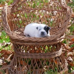 Blitzen - Blue mottled female Australian Cattle Dog puppy in Buffalo Valley, Tennessee from Buffalo Valley Breeders