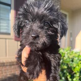 Finn - male Yorkipoo puppy in Chattanooga, Tennessee from Joy-Fur Puppies
