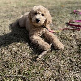 Goldendoodle Puppies from Lykeable Farms