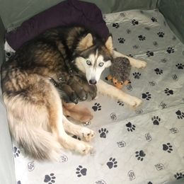 Siberian Husky Puppies from Blue Moon Siberian Husky Haven