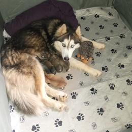 Siberian Husky Puppies from Blue Moon Siberian Husky Haven