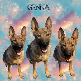 Genna - Sable female German Shepherd puppy in Livingston, Kentucky from Illyria Dox & GSD