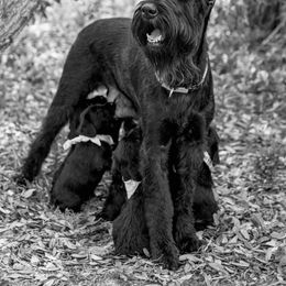 Giant Schnauzer Puppies from Clear Days Giant Schnauzers