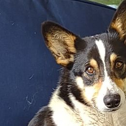 Houdini - Pembroke Welsh Corgi