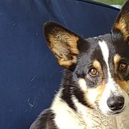 Houdini - Pembroke Welsh Corgi