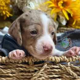 Romeo - Dapple male Dachshund puppy in Fayetteville, West Virginia from Loop Creek Dachshunds