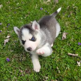 Fern - Black and white female Siberian Husky puppy in Brunswick, Ohio from Blue Star Siberians