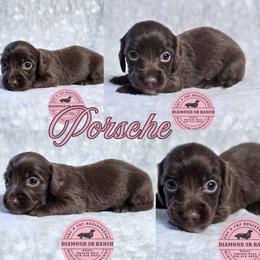 PORSCHE - Chocolate female Dachshund puppy in Columbia, Louisiana from Diamond 5R Ranch AKC & CKC Miniature Dachshunds