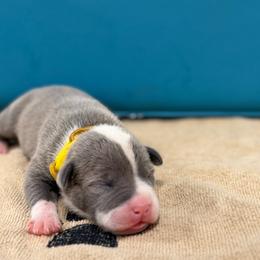 Yellow Collar Female - Blue female American Pit Bull Terrier puppy in Pensacola, Florida from Alpha Alliance Kennels