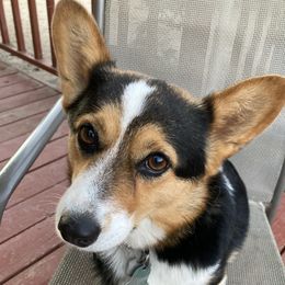 Bella - Pembroke Welsh Corgi