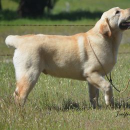 Beagle and Labrador Retriever Puppies from Jackpot Farms