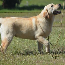 Beagle and Labrador Retriever Puppies from Jackpot Farms