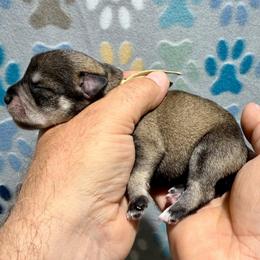 Ruby - Salt and pepper female Miniature Schnauzer puppy in Frankford, Delaware from Miniature Schnauzers of Delmarva