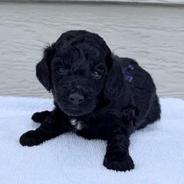AKC Bella - Purple - Black female Poodle puppy in Baytown, Texas from Charlotte & Co. Miniature Poodles