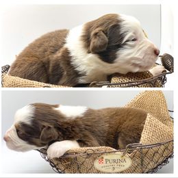 Australian Shepherd Puppies from Soggy Bottom Farms