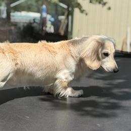Creed (neutered) - Cream male Dachshund puppy in Pauls Valley, Oklahoma from Simply Happy Dachshunds