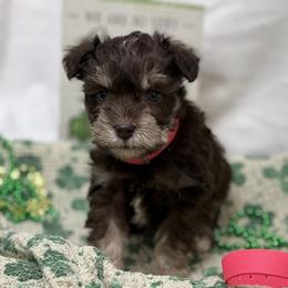 Pink collar - Liver female Miniature Schnauzer puppy in Teton County, Montana from East Front Labradors & Treasure State Schnauzers
