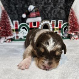 Ralphie - Red merle male Australian Shepherd puppy in Peach Bottom, Pennsylvania from Arcadia Australian Shepherds