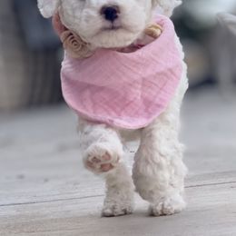 Goldendoodle and Poodle Puppies from Doodle Puppy Parti