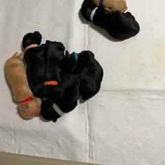 Havana Silk Dog Puppies from BellaLuz Havana Silk Dogs