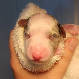 Blue Merle Girl - Blue merle and white female Cardigan Welsh Corgi puppy in Winston, Oregon from There and Back Again Corgis