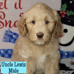 Uncle Lewis - Red male Assorted Doodle Crosses puppy in Beecher, Illinois from Erica’s Doodles