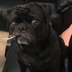 Baloo - Pug