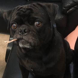 Baloo - Pug