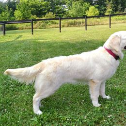 Rylie - Golden Retriever