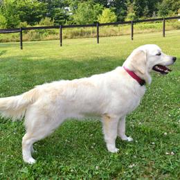 Rylie - Golden Retriever