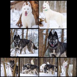 Siberian Huskies from Haven of Free Spirits