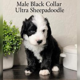 Black collar - Black and white male Sheepadoodle puppy in Mesa, Arizona from Desert Sheepies and Doodles
