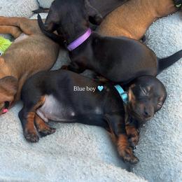 Blue collar boy - Black and tan male Dachshund puppy in Modesto, California from The dachshunds