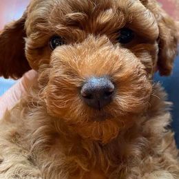 Goldendoodle and Poodle Puppies from Lisa’s Oodilly Doodles