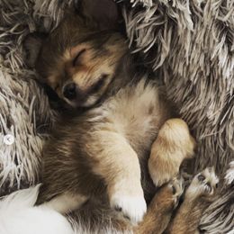 Chihuahuas from RodriguezPawPack