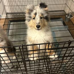 Max - Blue merle white and tan male Shetland Sheepdog puppy in New Richmond, Ohio from Heaven’s Shelties