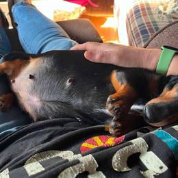 Dachshunds from Doodleville