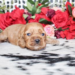 Duke - Red male Cocker Spaniel puppy in Rattan, Oklahoma from Double M Cocker Spaniels