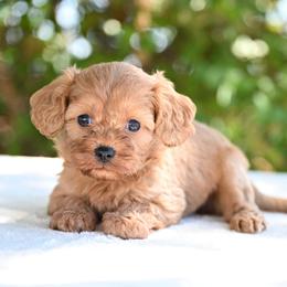 Bella - Red female Cavapoo puppy in Lawton, Oklahoma from Lindsey’s Cavies