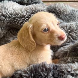 Rowan - Cream male Dachshund puppy in Sumrall, Mississippi from Huckleberry Tails