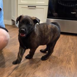 Beast (Dutch brindle male) - male Belgian Malinois puppy in Signal Mountain, Tennessee from Torgun Police Dogs
