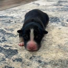 Boy 3 - Black tri-color male Australian Shepherd puppy in Broadview, Montana from Montana Aussies