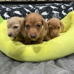 Dachshund Puppies from JnA Dachshunds