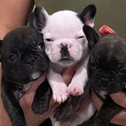 French Bulldogs from Stacy's Frenchies