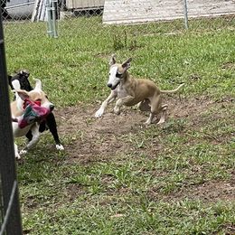 Whippet Puppies from Wise Heart Whippets